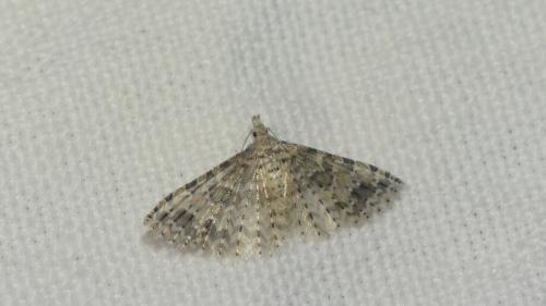 Alucita sp.